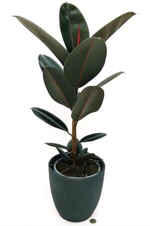 POWERS TO FLOWERS - FICUS ROBUSTA ABIDJAN, vASO 19CM ALTEZZA 60CM, IN VASO CERAMICA ANTRACITE, pianta vera