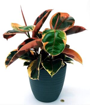 POWERS TO FLOWERS - FICUS ROBUSTA BELIZE XL IN VASO CERAMICA ANTRACITE A RIGHE, vaso 20cm, piante vere