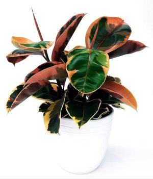POWERS TO FLOWERS - FICUS ROBUSTA BELIZE XL IN VASO CERAMICA BIANCO A RIGHE, vaso 20cm, piante vere