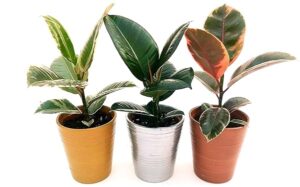 POWERS TO FLOWERS - FICUS ROBUSTA VERDE, BELIZE e TINEKE, 3 PIANTE IN VASO CERAMICA ORO, ARGENTO E BRONZO, piante vere