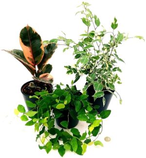 POWERS TO FLOWERS - FICUS TRIS, REPENS, ROBUSTA, BENJAMIN, VASO 13CM, piante vere