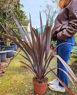 POWERS TO FLOWERS - FORMIO, PHORMIUM TENAX ATROPURPUREUM, VASO 24CM, pianta vera