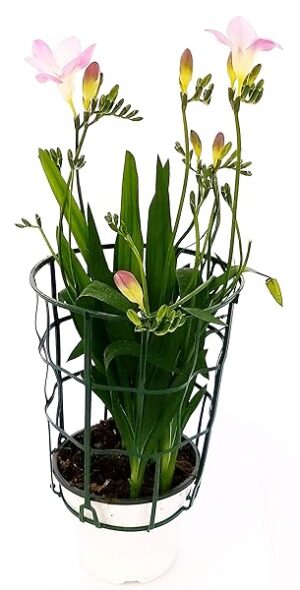 POWERS TO FLOWERS - FRESIA ROSA, pianta vera