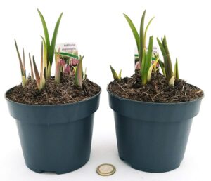 POWERS TO FLOWERS - FRITTILLARIA MELEAGRIS, 2 PIANTE, VASO 12CM, piante vere