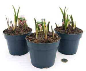 POWERS TO FLOWERS - FRITTILLARIA MELEAGRIS, 3 PIANTE, VASO 12CM, piante vere