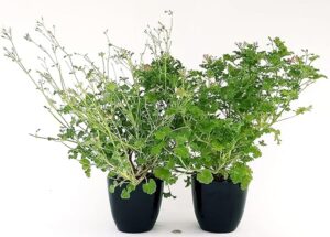 POWERS TO FLOWERS - GERANIO ODOROSO ANTINZANZARE, 2 PIANTE, VASO 14, piante vere