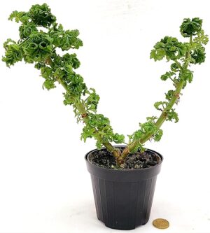 POWERS TO FLOWERS - GERANIO ODOROSO BONSAI, ANTINZANZARE XXL, VASO 12CM DIAMETRO, pianta vera