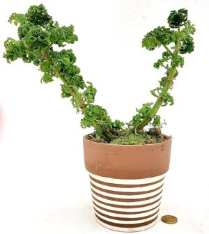 POWERS TO FLOWERS - GERANIO ODOROSO BONSAI IN VASO CERAMICA, ANTINZANZARE XXL, VASO 12CM DIAMETRO, pianta vera