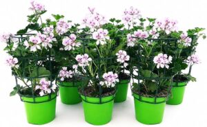POWERS TO FLOWERS - GERANIO PARIGINO BIANCO "HERCULES", PELARGONIUM, 6 PIANTE VASO 14, piante vere