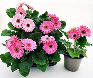POWERS TO FLOWERS - GERBERA ROSA 6 PIANTE, VASO 13CM DIAMETRO, MARGHERITA, pianta vera