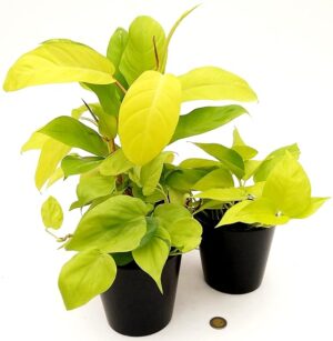 POWERS TO FLOWERS - GOLD COLLECTION: PHYLODENDRON MALAY GOLD, PHYLODENDRON SCANDENS MICANS LIME, POTOS NEON. VASO 12cm, piante vere