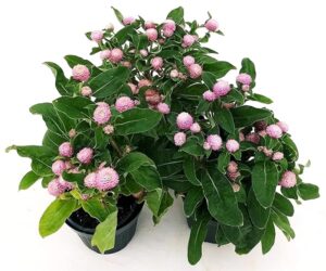 POWERS TO FLOWERS - GOMPHRENA GLOBOSA ROSA, VASO 13cm, 3 PIANTE, piante vere