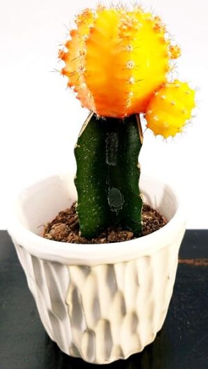 POWERS TO FLOWERS - GYMNOCACTUS ARANCIO IN VASO CERAMICA, pianta vera