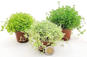 POWERS TO FLOWERS - HELXINE SOLEIROLIA TRIS MINI IDEALI PER TERRARIUM. VERDE, VARIEGATA E VERDE CHIARO. VASO 5,5CM DIAMETRO, piante vere