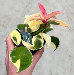 POWERS TO FLOWERS - HOYA ALBOMARGINATA, VASO 11 CM, pianta vera