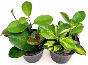 POWERS TO FLOWERS - HOYA AUSTRALIS VERDE e HOYA AUSTRALIS TRICOLOR LIZA, vaso 12cm, pianta vera