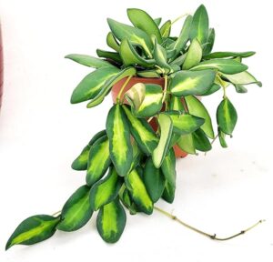 POWERS TO FLOWERS - HOYA BURTONIAE VARIEGATA, pianta vera