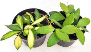 POWERS TO FLOWERS - HOYA BURTONIAE VERDE E VARIEGATA, VASO 11CM, piante vere