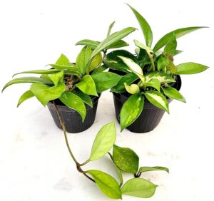 POWERS TO FLOWERS - HOYA CARNOSA TRICOLOR, E CARNOSA VERDE, VASO 12CM, piante vere