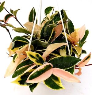 POWERS TO FLOWERS - HOYA CARNOSA VARIEGATA XL, pianta vera