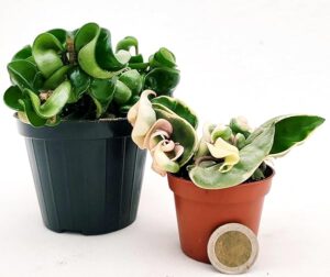 POWERS TO FLOWERS - HOYA CONTORTA VERDE E VARIEGATA, VASO 9 E 6CM, piante vere