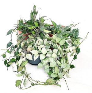 POWERS TO FLOWERS - HOYA KROHNIANA TRIS: SPLASH SUPER SILVER, BLACK, ESKIMO. VASO 13CM, piante vere