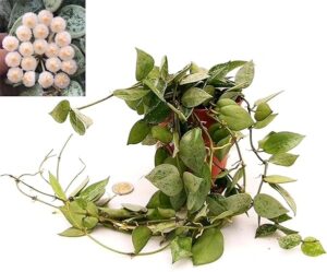 POWERS TO FLOWERS - HOYA KRONIANA SPLASH, VASO 13CM, pianta vera