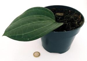 POWERS TO FLOWERS - HOYA LATIFOLIA, VASO 15CM DIAMETRO, pianta vera