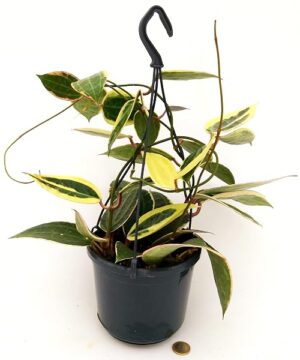 POWERS TO FLOWERS - HOYA MACROPHYLLA' VARIEGATA, OFFERTA ULTIMI 15 PEZZI!!! pianta vera