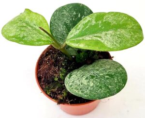 POWERS TO FLOWERS - HOYA OBOVATA, FIORE DI CERA BIANCO/ROSATO, VASO 12 CM, pianta vera