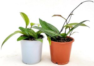 POWERS TO FLOWERS - HOYA PUBICALYX CUTTING JUNGLE e SILVER PINK. VASO 12CM, piante vere