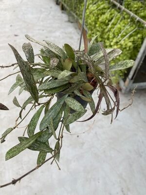 POWERS TO FLOWERS - HOYA SIGITALIS, VASO 12CM, pianta vera
