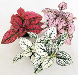 POWERS TO FLOWERS - HYPOESTES BIANCO, ROSA e ROSSO, MINI IDEALI PER TERRARIUM, 3 PIANTE, vaso 5,5 cm, piante vere