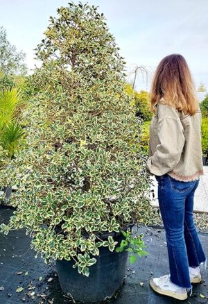 POWERS TO FLOWERS - ILEX BLUE MAID' VARIEGATO, vaso 50cm diametro, altezza 190cm, pianta vera