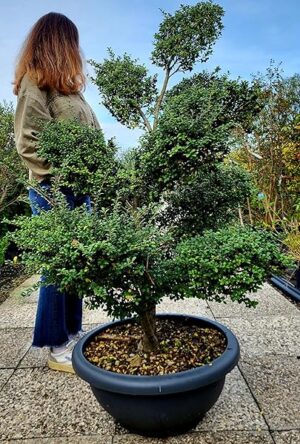 POWERS TO FLOWERS - ILEX CRENATA BONSAI CIOTOLA, altezza 150cm, pianta vera