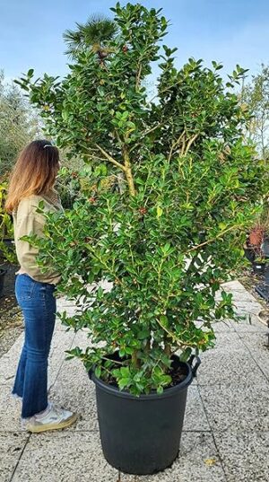 POWERS TO FLOWERS - ILEX FORCUTA, altezza 200cm, pianta vera