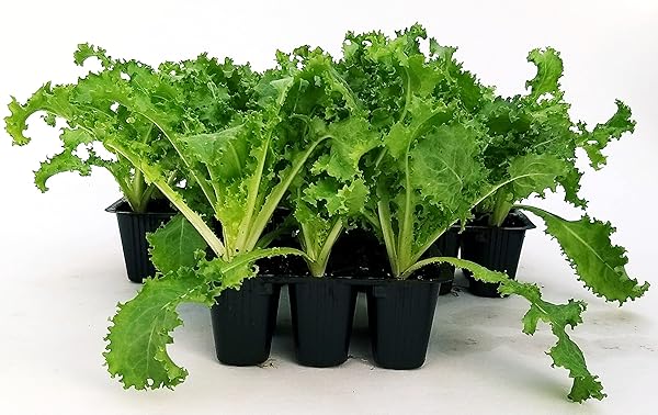 POWERS TO FLOWERS - INSALATA INDIVIA RICCIA BIO, 12 PIANTE, Piante vere ...