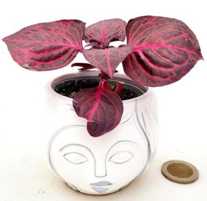 POWERS TO FLOWERS - IRESINE ROSSA MINI IN VASO CERAMICA SIGNORINA, IDEALE PER SCRIVANIA, pianta vera