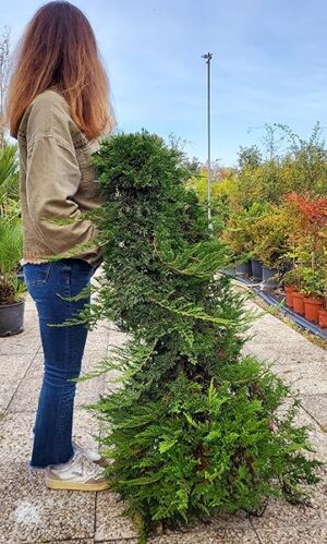 POWERS TO FLOWERS - JUNIPERUS HORIZONTALIS PRINCE DU WALLES, altezza 130cm, piante vere