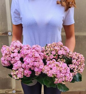 POWERS TO FLOWERS - KALANCHOE CALANDIVA ROSA A FIORE GRANDE, 2 PIANTE, Vaso 13cm, piante vere