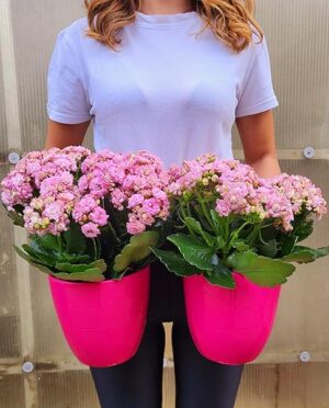 POWERS TO FLOWERS - KALANCHOE CALANDIVA ROSA A FIORE GRANDE IN VASO CERAMICA FUCSIA, 2 PIANTE, Vaso 13cm, piante vere