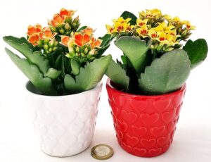 POWERS TO FLOWERS - KALANCHOE CALANDIVA ROSSA e BIANCA IN VASO CERAMICA CUORI, 2 PIANTE, Vaso 7cm, piante vere