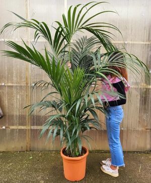 POWERS TO FLOWERS - KENTIA, KENZIA, altezza 200/220cm, pianta vera