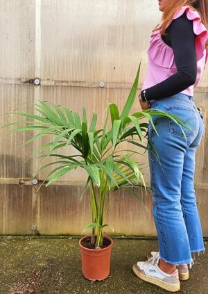 POWERS TO FLOWERS - KENTIA, KENZIA, altezza 90/100 pianta vera