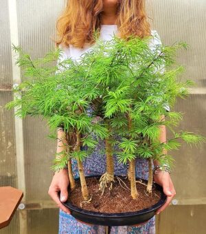 POWERS TO FLOWERS - LARICE BONSAI BOSCHETTO pianta vera