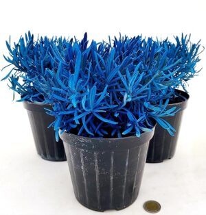 POWERS TO FLOWERS - LAVANDA COLOR LIFE BLU, 3 PIANTE, VASO 14CM DIAMETRO, piante vere