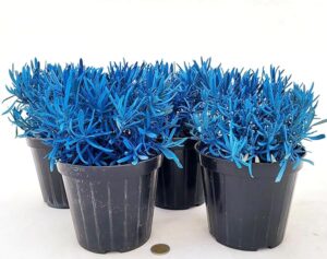 POWERS TO FLOWERS - LAVANDA COLOR LIFE BLU, 4 PIANTE, VASO 14CM DIAMETRO, piante vere