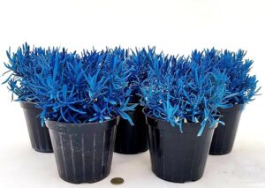 POWERS TO FLOWERS - LAVANDA COLOR LIFE BLU, 5 PIANTE, VASO 14CM DIAMETRO, piante vere