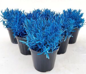 POWERS TO FLOWERS - LAVANDA COLOR LIFE BLU, 6 PIANTE, VASO 14CM DIAMETRO, piante vere