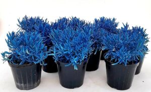 POWERS TO FLOWERS - LAVANDA COLOR LIFE BLU, 9 PIANTE, VASO 14CM DIAMETRO, piante vere